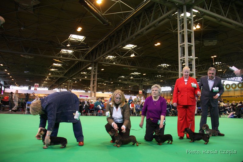 Crufts2010 703.jpg